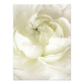 White Ranunculus High Key Flower Sjabloon Custom Foto Afdruk (Voorkant)