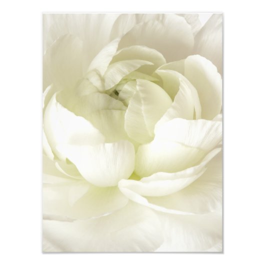 White Ranunculus High Key Flower Sjabloon Custom Foto Afdruk (Voorkant)