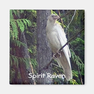 White Raven Magnets Magneet