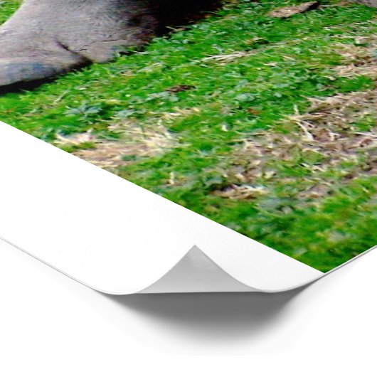 White Rhino Poster (Hoek)