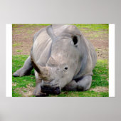 White Rhino Poster (Voorkant)