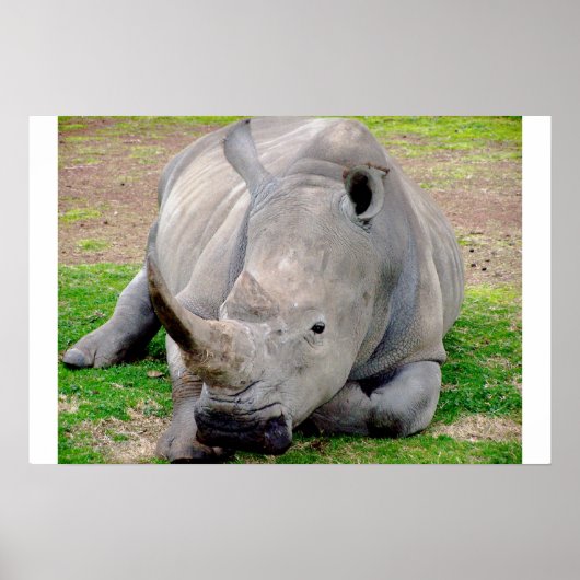 White Rhino Poster (Voorkant)