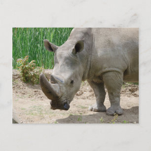 White Rhinoceros Ceratotherium Simum Briefkaart