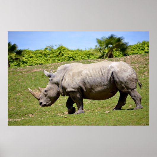 White rhinoceros walking on grass poster (Voorkant)