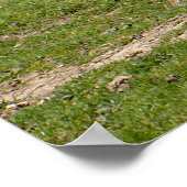 White rhinoceros walking on grass poster (Hoek)