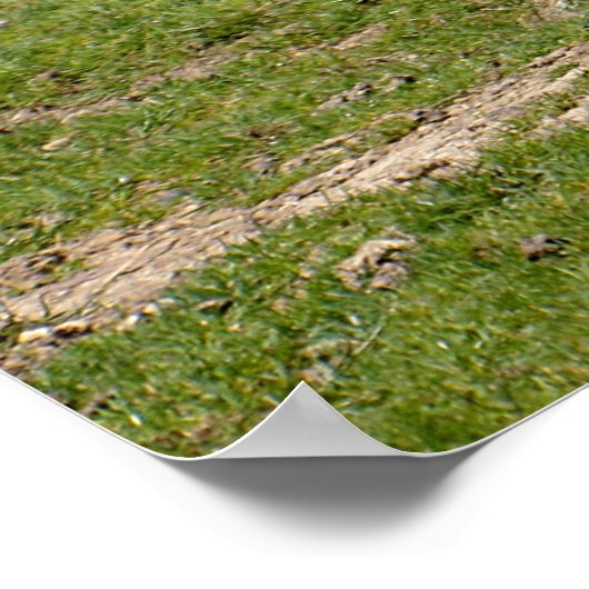 White rhinoceros walking on grass poster (Hoek)