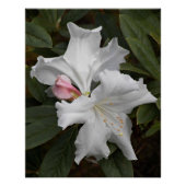 White Rhododendron Blooms Photo Glossy Perfect Poster (Voorkant)