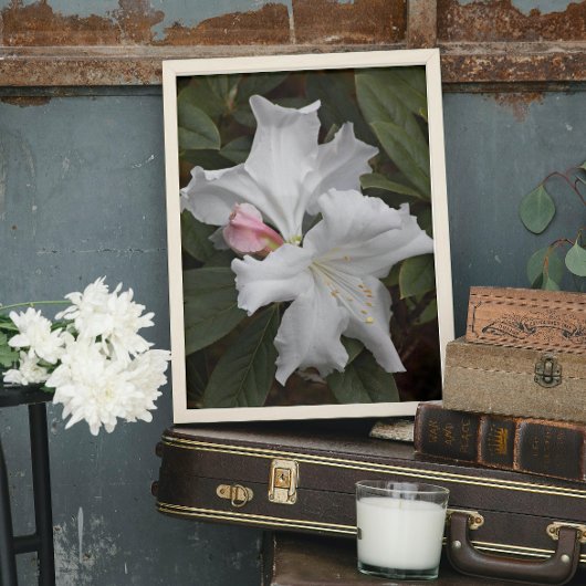 White Rhododendron Blooms Photo Glossy Perfect Poster