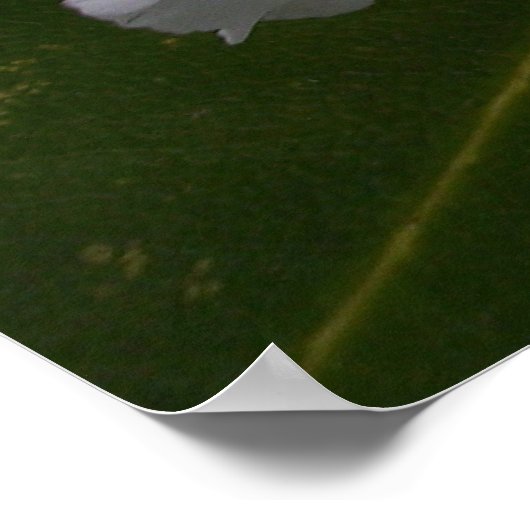 White Rhododendron in Bloom Poster (Hoek)