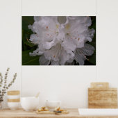 White Rhododendron in Bloom Poster (Keuken)