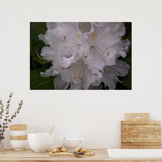 White Rhododendron in Bloom Poster (Keuken)