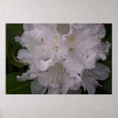 White Rhododendron in Bloom Poster (Voorkant)