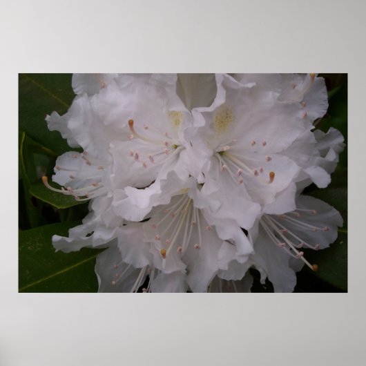 White Rhododendron in Bloom Poster (Voorkant)