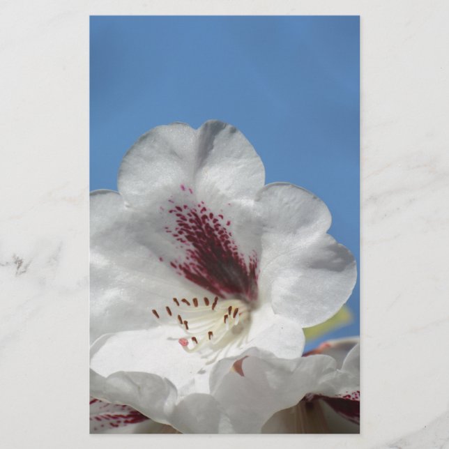 White Rhododendron met Bourgogne (Voorkant)