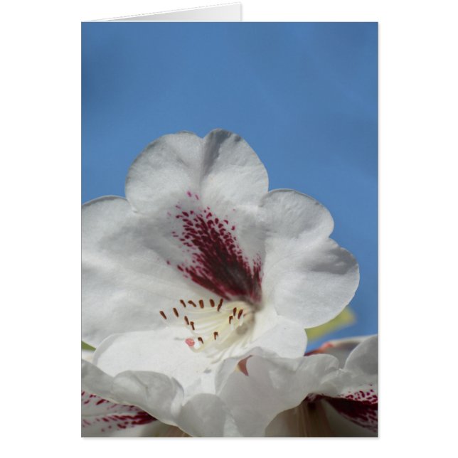 White Rhododendron met Bourgogne (Voorkant)
