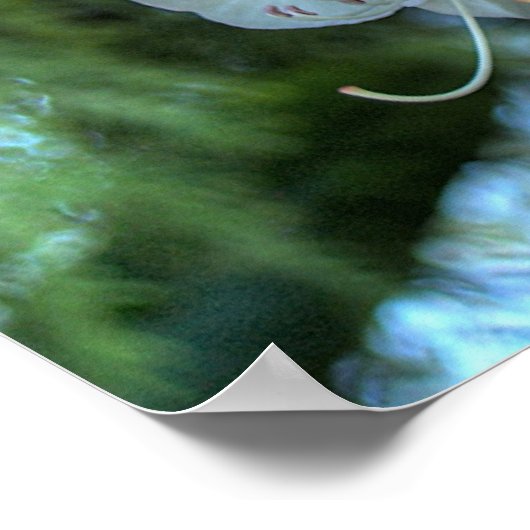 White Rhododendron Poster (Hoek)