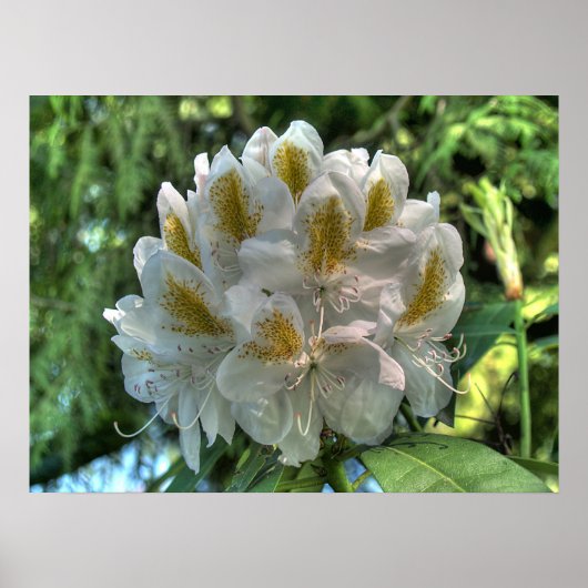 White Rhododendron Poster (Voorkant)