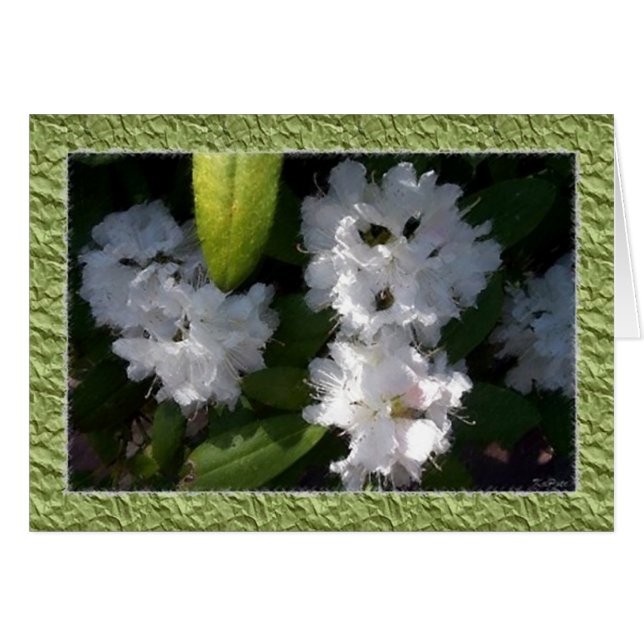 White Rhododendrons Kaart (Voorkant Horizontaal)