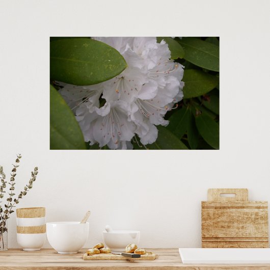 White Rhododendrons Rhododendron Flowers Poster (Keuken)
