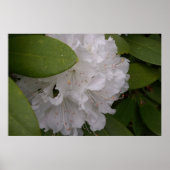 White Rhododendrons Rhododendron Flowers Poster (Voorkant)