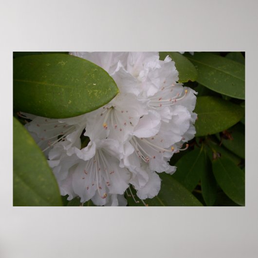 White Rhododendrons Rhododendron Flowers Poster (Voorkant)