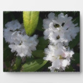 White Rhododenrons Struik Plaque Fotoplaat (Voorkant)