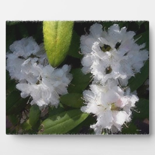 White Rhododenrons Struik Plaque Fotoplaat (Voorkant)