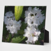 White Rhododenrons Struik Plaque Fotoplaat (Zijkant)