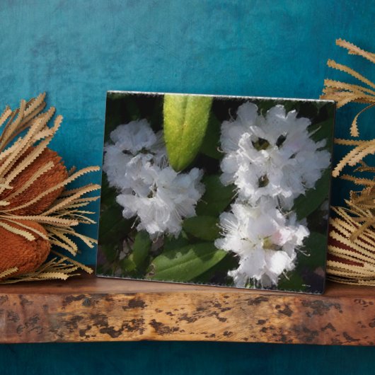 White Rhododenrons Struik Plaque Fotoplaat (Zijkant)
