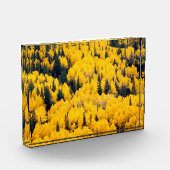 White River National Forest | Aspen, Colorado Fotoblokken (Links)