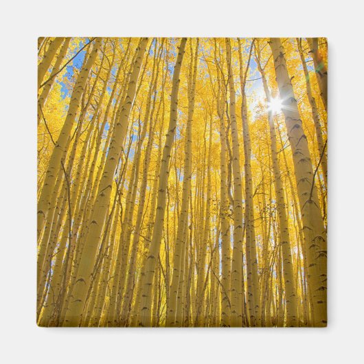 White River National Forest Magneet (Voorkant)