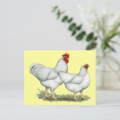 White Rock Chickens Briefkaart (Staand voorkant)