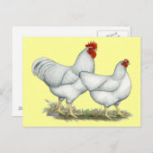 White Rock Chickens Briefkaart (Voorkant / Achterkant)