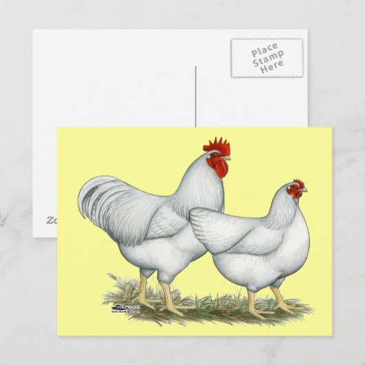White Rock Chickens Briefkaart (Voorkant / Achterkant)