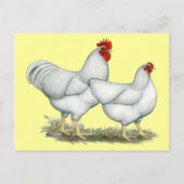 White Rock Chickens Briefkaart (Voorkant)