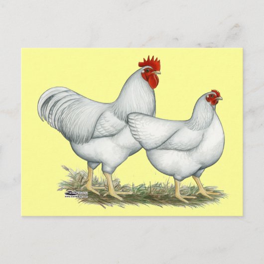 White Rock Chickens Briefkaart (Voorkant)