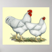 White Rock Chickens Poster (Voorkant)