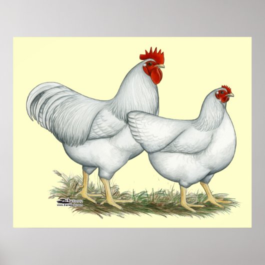 White Rock Chickens Poster (Voorkant)