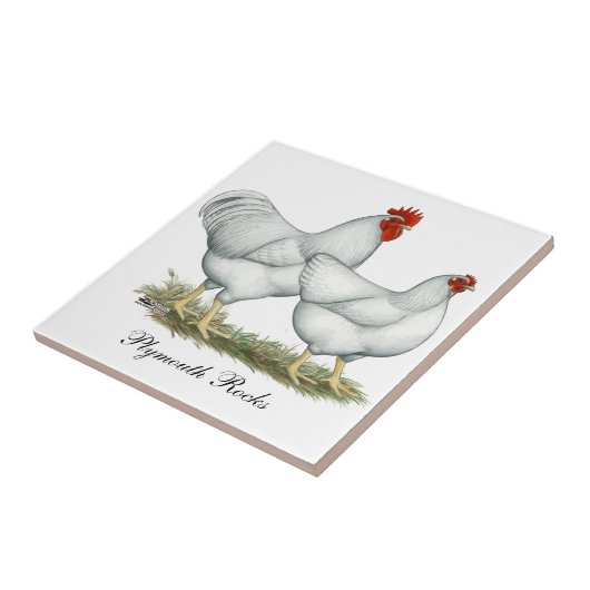 White Rock Chickens Tegeltje (Zijkant)