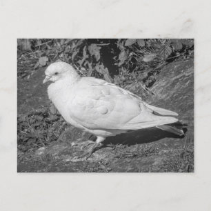 White Rock Dove. Roath Park Lake, Cardiff, Wales Briefkaart