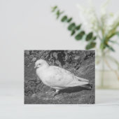 White Rock Dove. Roath Park Lake, Cardiff, Wales Briefkaart (Staand voorkant)
