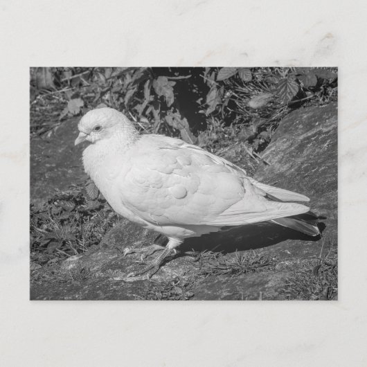 White Rock Dove. Roath Park Lake, Cardiff, Wales Briefkaart (Voorkant)