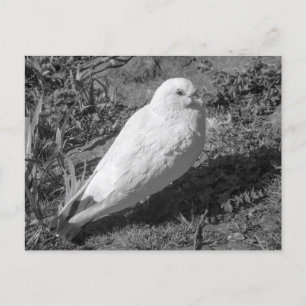White Rock Dove. Roath Park Lake, Cardiff, Wales Briefkaart