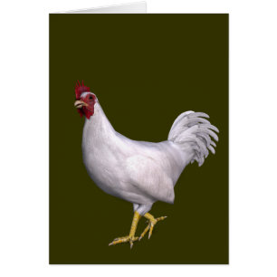 White Rooster