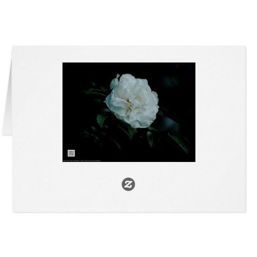 White Rose (Achterkant Horizontaal)