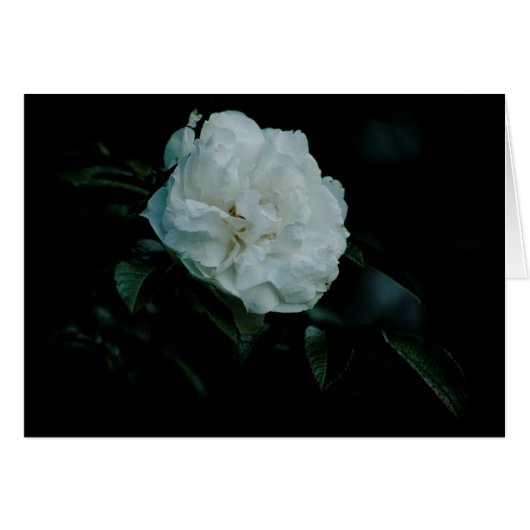 White Rose (Voorkant Horizontaal)