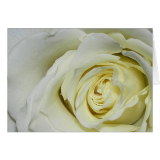 White Rose