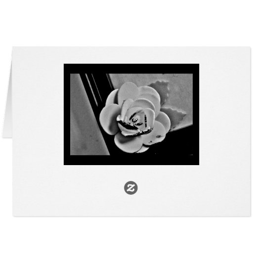 White Rose (Achterkant Horizontaal)