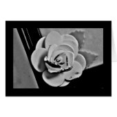 White Rose (Voorkant Horizontaal)