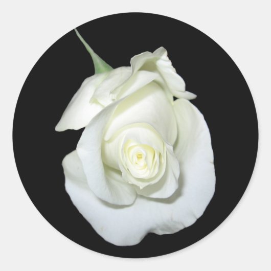 White Rose #1 Ronde Sticker (Voorkant)
